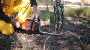 Best Fruit Tree Pruning  in Meron Park, CA