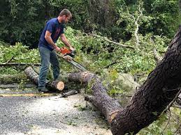 Cameron Park, CA Tree Care Company