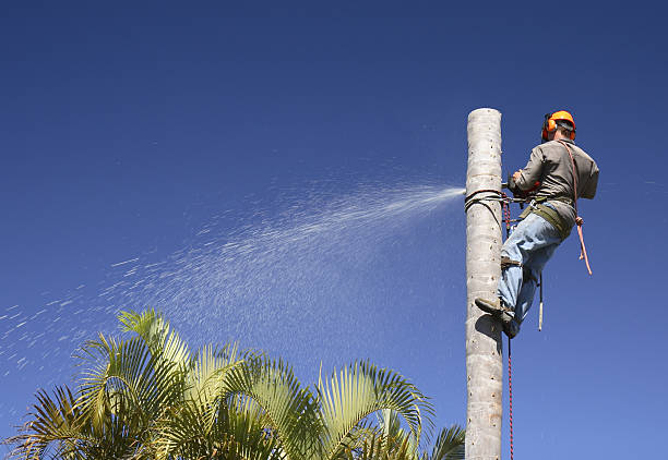 Best Hazardous Tree Removal  in Meron Park, CA