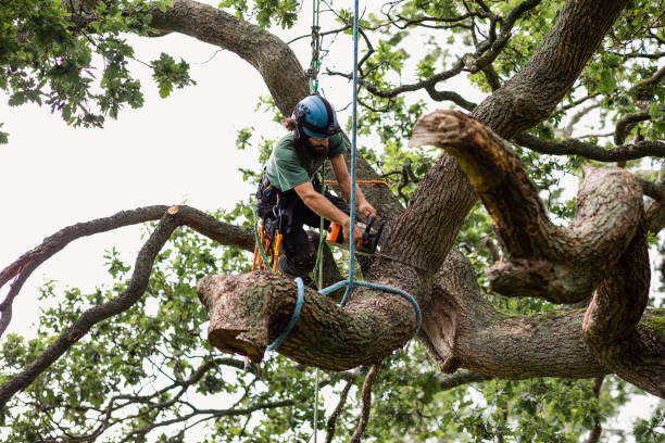 Best Leaf Removal  in Meron Park, CA