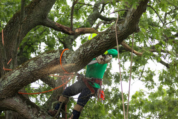 How Our Tree Care Process Works  in  Cameron Park, CA