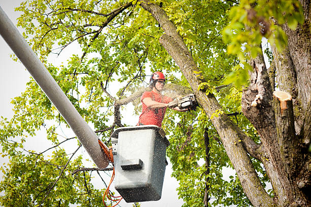 Best Hedge Trimming  in Meron Park, CA