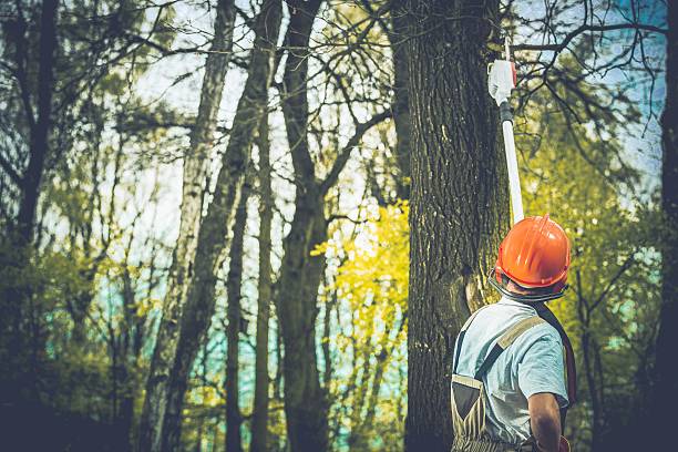 Best Tree Trimming and Pruning  in Meron Park, CA